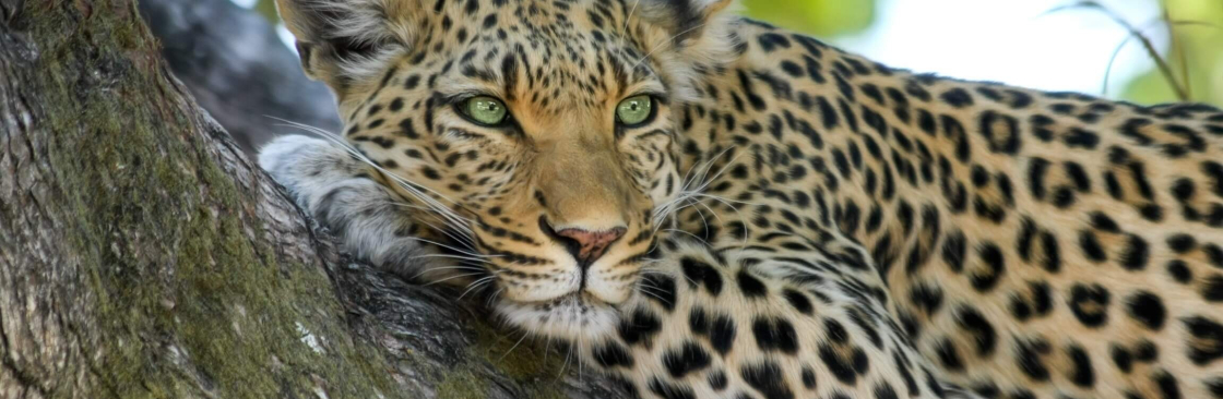 The Wild Terrain Cover Image