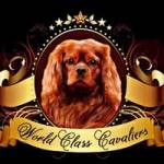World Class Cavaliers LLC Profile Picture