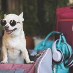 dog rucksack Profile Picture