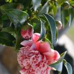 Online Plants Profile Picture