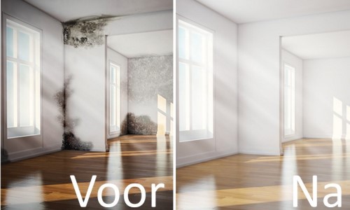 Schimmel laten verwijderen? Schimmelbestrijding door Lavos