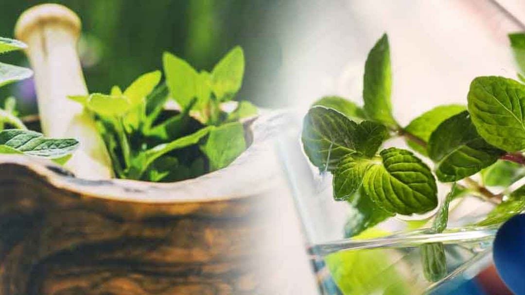 Top 10 Ayurvedic PCD Franchise Companies in India 2026