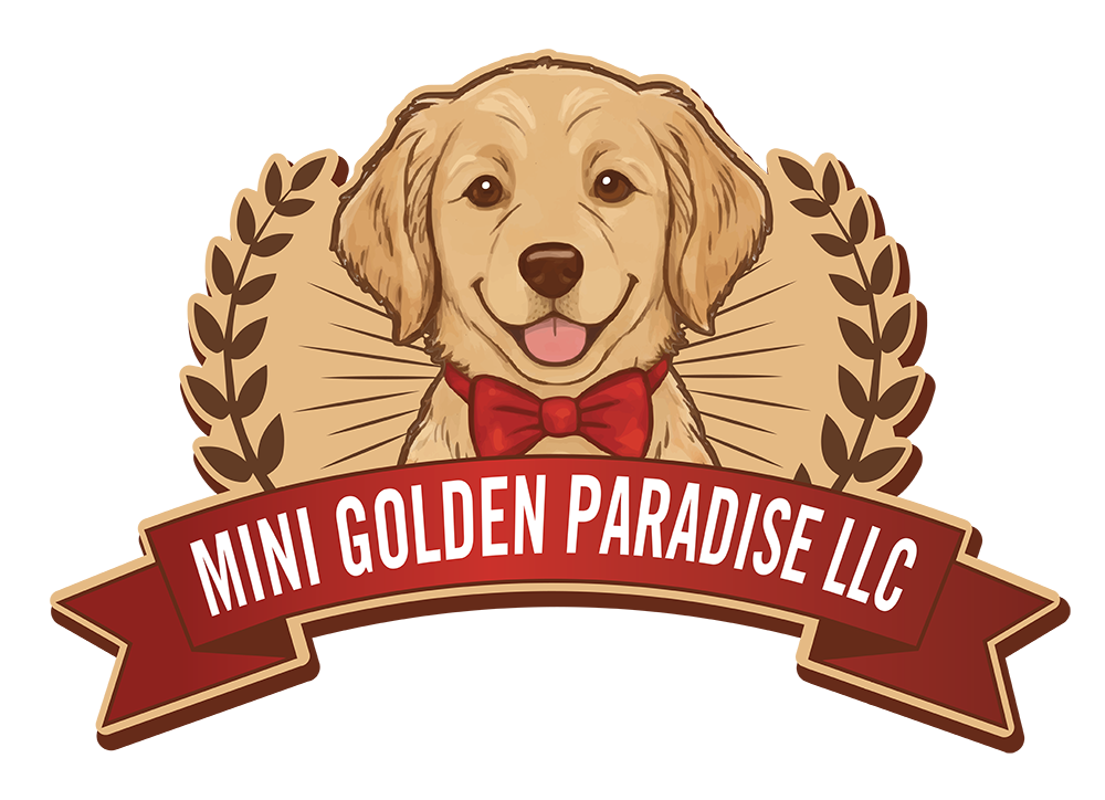 Miniature Golden Retriever Breeder Ohio | Mini Goldens