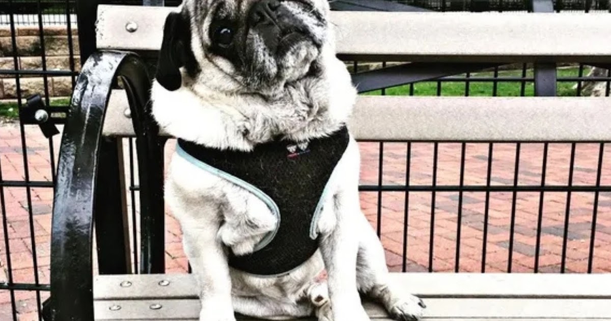5 Things to Look for When Booking Dog Sitting in Hoboken, NJ